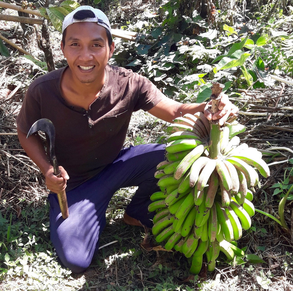 Organic Banana Bunch per 500g – Alive Whole Foods
